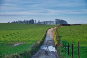 Wesele we własnym ogrodzie: Jak zorganizować magiczną uroczystość w otoczeniu natury